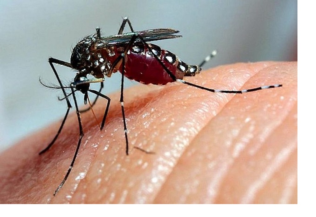 En Cuba 18 curso internacional sobre dengue y otros arbovirus