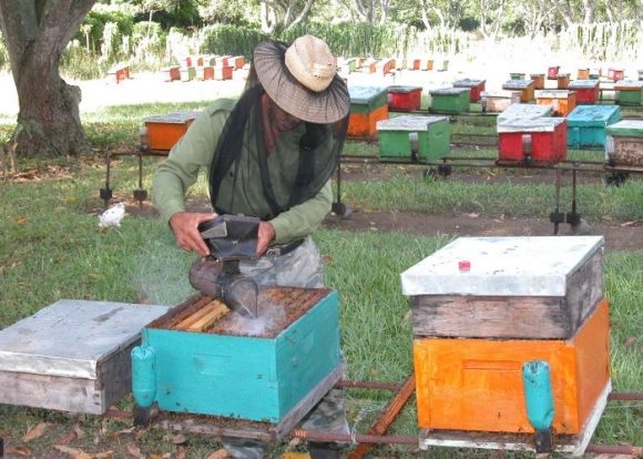 Destacan crecimiento de la producción de miel en Camagüey respecto a 2023
