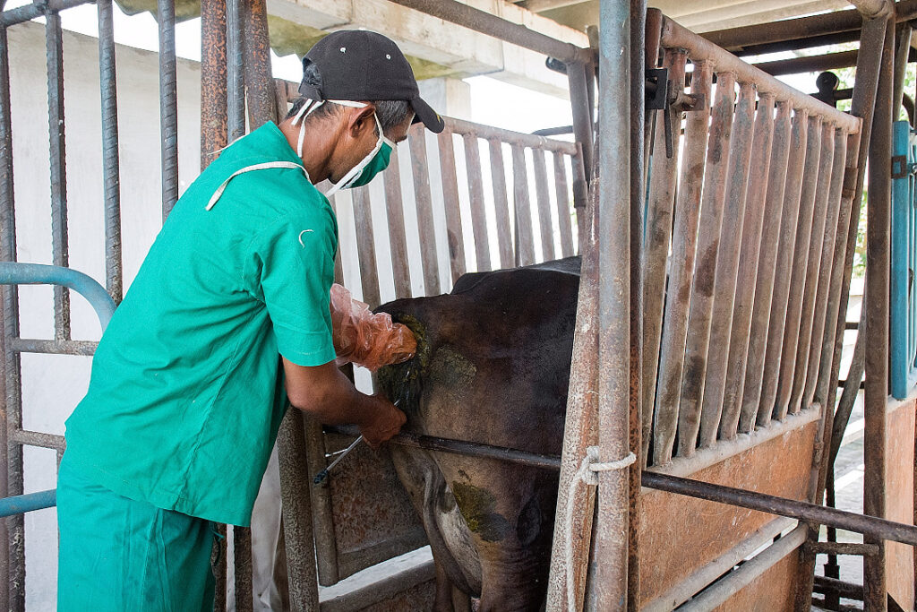En Camagüey se recupera la Unidad Genética Los Pinos