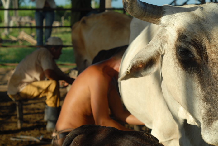 Fortalece la vigilancia cooperativa campesina camagüeyana