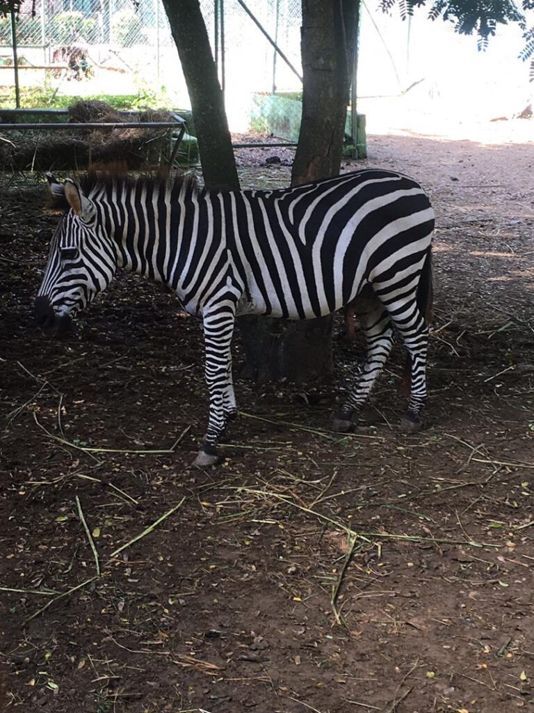 La fauna de Cuba y el mundo en Camagüey