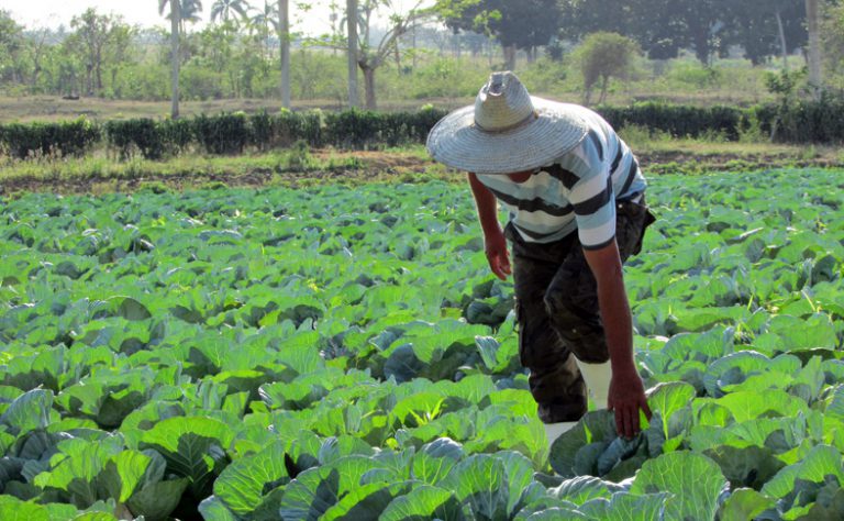 En Camagüey se apoya la agricultura suburbana para la soberanía alimentara