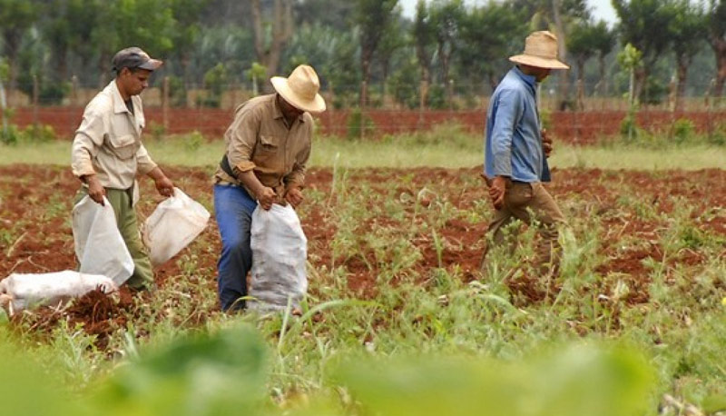 Preparan en Camagüey Asamblea XIII Congreso de la organización campesina