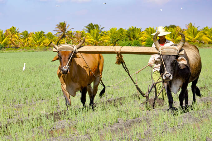 Camagüey Cooperative focused on increasing agricultural and food production