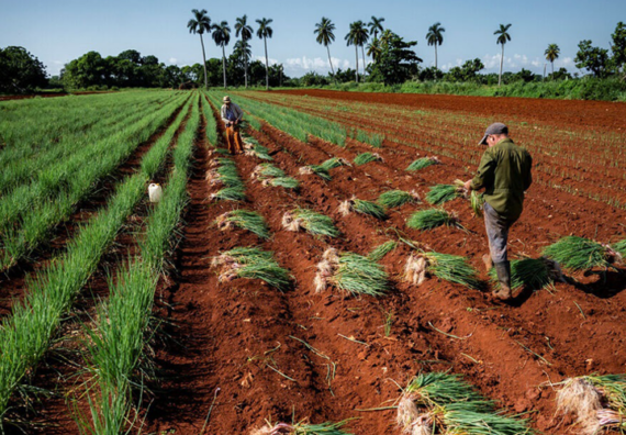 Camagüey farmers take action to boost the economy