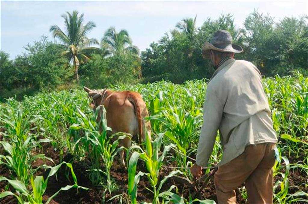 Se pronuncia cooperativa campesina camagüeyana elevar sus resultados