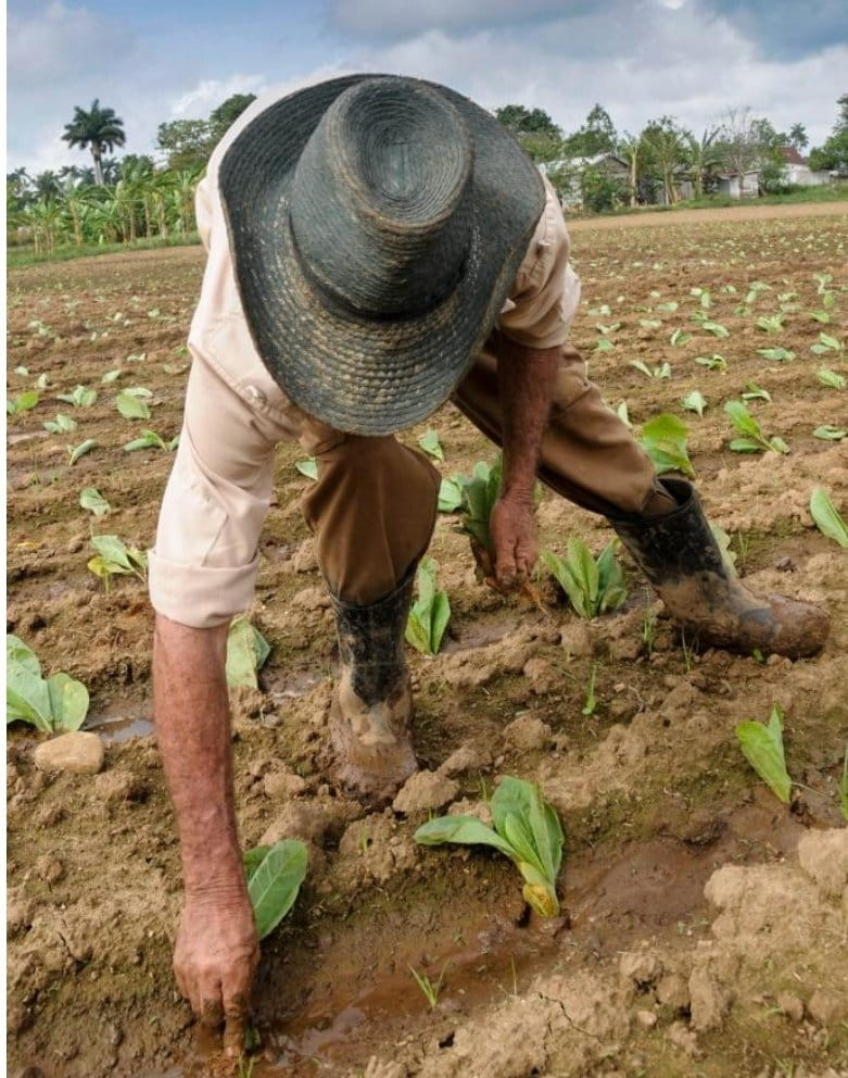 Camagüey peasant cooperative declares to increase its results