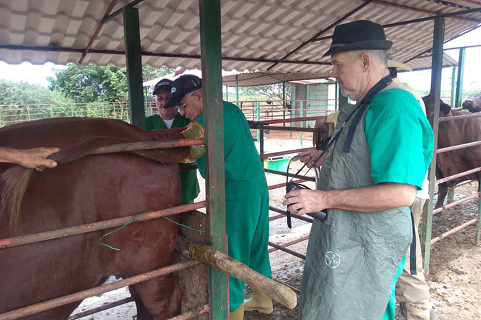 Empresa camagüeyana revoluciona reproducción ganadera con técnicas avanzadas