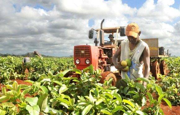 Se proyecta Camagüey incrementar las producciones agrícolas
