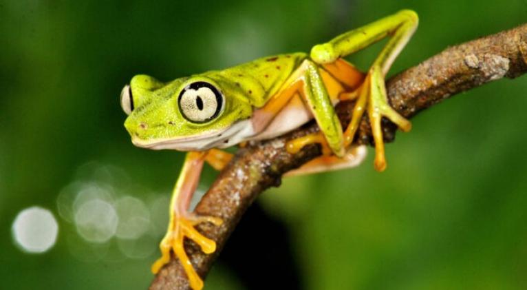 Exaltan riqueza de especies cubanas de anfibios