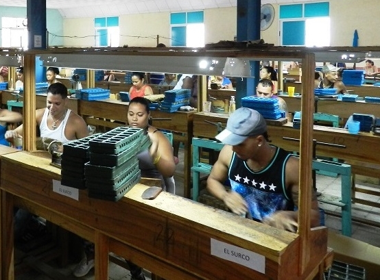Crecerá este año en Camagüey producción tabacalera