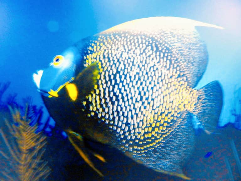 El buceo: un deporte para experimentar sensaciones